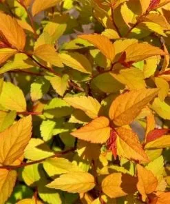 Future Forests Spiraea Japonica Firelight