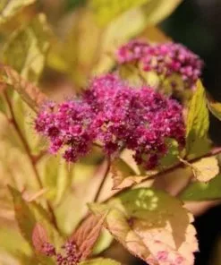 Future Forests Spiraea Japonica Firelight