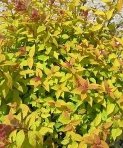 Future Forests Spiraea Japonica Firelight