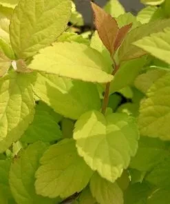 Future Forests Shrubs Spiraea Japonica Gold Mound