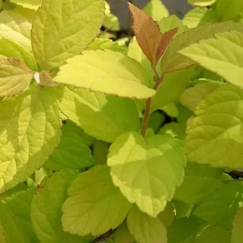 Future Forests Shrubs Spiraea Japonica Gold Mound 3 Future Forests Shrubs Spiraea Japonica Gold Mound