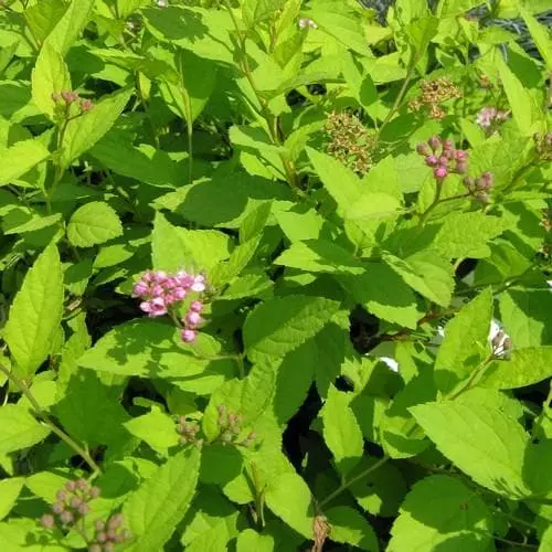 Future Forests Shrubs Spiraea Japonica Gold Mound 4 Future Forests Shrubs Spiraea Japonica Gold Mound