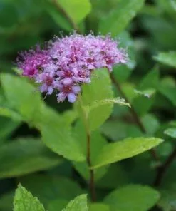 Future Forests Shrubs Spiraea Japonica Gold Mound 8 Future Forests Shrubs Spiraea Japonica Gold Mound