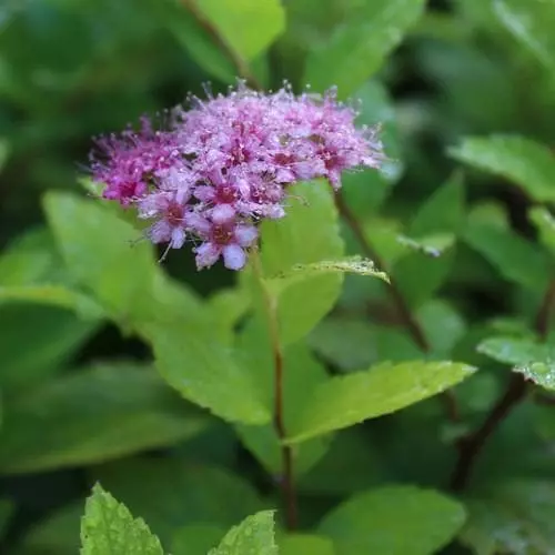 Future Forests Shrubs Spiraea Japonica Gold Mound 5 Future Forests Shrubs Spiraea Japonica Gold Mound