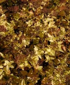 Future Forests Shrubs Spiraea Japonica Gold Mound 9 Future Forests Shrubs Spiraea Japonica Gold Mound