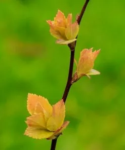 Future Forests Spiraea Japonica Goldflame