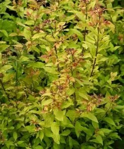 Future Forests Spiraea Japonica Goldflame