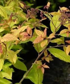 Future Forests Spiraea Japonica Goldflame