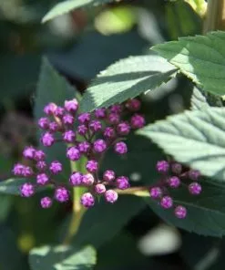Future Forests Spiraea Japonica Little Princess Shrubs