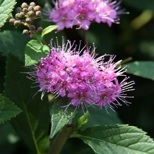 Future Forests Spiraea Japonica Little Princess Shrubs 5 Future Forests Spiraea Japonica Little Princess Shrubs