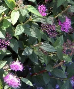 Future Forests Spiraea Japonica Little Princess Shrubs