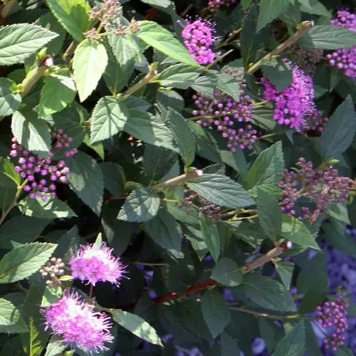 Future Forests Spiraea Japonica Little Princess Shrubs 3 Future Forests Spiraea Japonica Little Princess Shrubs