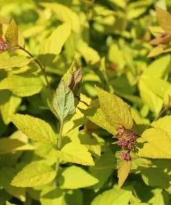 Future Forests Spiraea Japonica Little Princess Shrubs 9 Future Forests Spiraea Japonica Little Princess Shrubs