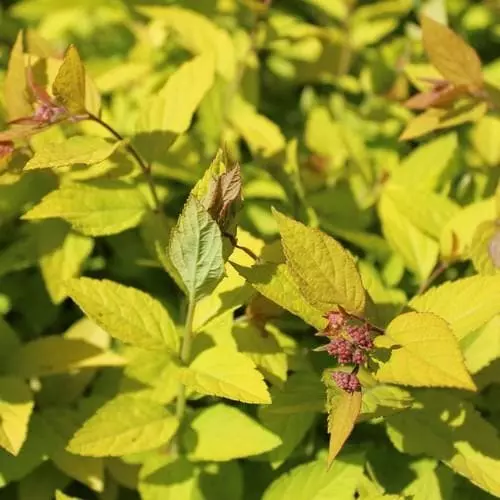 Future Forests Spiraea Japonica Little Princess Shrubs 6 Future Forests Spiraea Japonica Little Princess Shrubs