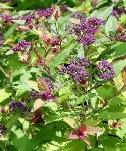 Future Forests Spiraea Japonica Magic Carpet