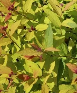 Future Forests Spiraea Japonica Magic Carpet