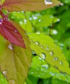 Future Forests Spiraea Japonica Magic Carpet