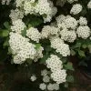 Future Forests Spiraea Nipponica June Bride