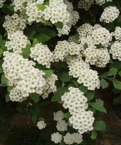Future Forests Spiraea Nipponica June Bride