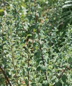 Future Forests Spiraea Nipponica June Bride