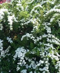 Future Forests Spiraea Nipponica Snowmound Shrubs