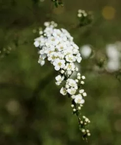 Future Forests Spiraea Nipponica Snowmound Shrubs