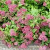 Future Forests Shrubs Spiraea X Bumalda Froebelii