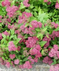 Future Forests Shrubs Spiraea X Bumalda Froebelii
