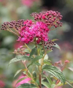 Future Forests Spiraea Japonica Dart's Red