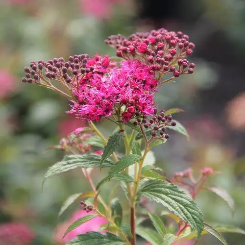 Future Forests Spiraea Japonica Dart's Red 4 Future Forests Spiraea Japonica Dart's Red