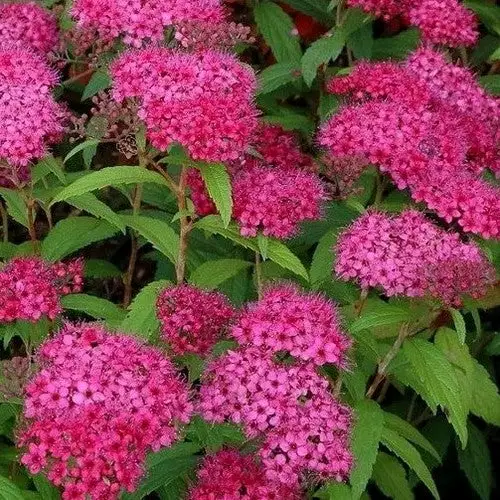 Future Forests Spiraea Japonica Dart's Red 3 Future Forests Spiraea Japonica Dart's Red