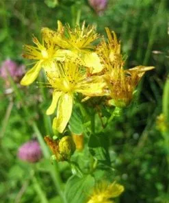 Future Forests Hypericum Perforatum - St. John's Wort