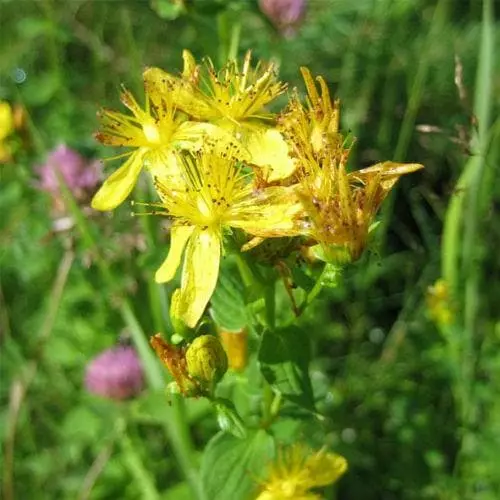 Future Forests Hypericum Perforatum - St. John's Wort 3 Future Forests Hypericum Perforatum - St. John's Wort
