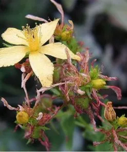 Future Forests Hypericum Perforatum - St. John's Wort 7 Future Forests Hypericum Perforatum - St. John's Wort