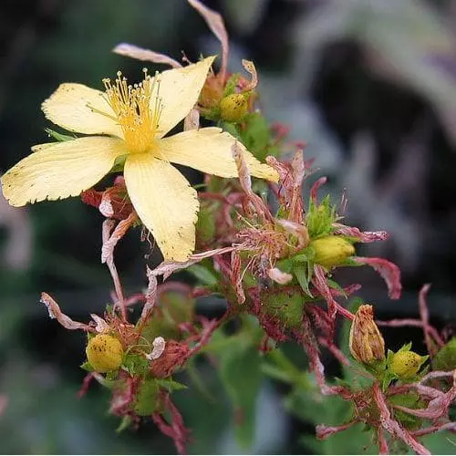 Future Forests Hypericum Perforatum - St. John's Wort 4 Future Forests Hypericum Perforatum - St. John's Wort