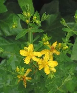 Future Forests Hypericum Perforatum - St. John's Wort 8 Future Forests Hypericum Perforatum - St. John's Wort