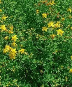 Future Forests Hypericum Perforatum - St. John's Wort 9 Future Forests Hypericum Perforatum - St. John's Wort