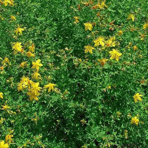 Future Forests Hypericum Perforatum - St. John's Wort 6 Future Forests Hypericum Perforatum - St. John's Wort