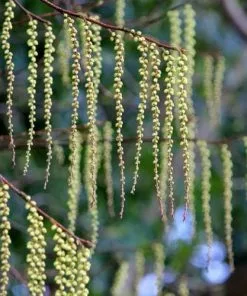 Future Forests Stachyurus Praecox Shrubs