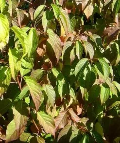 Future Forests Stachyurus Praecox Shrubs