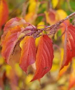 Future Forests Stachyurus Praecox Shrubs