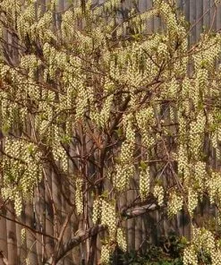Future Forests Stachyurus Praecox Shrubs