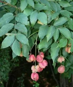 Future Forests Shrubs Staphylea Pinnata