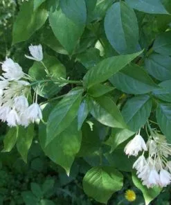 Future Forests Shrubs Staphylea Pinnata