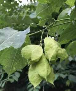 Future Forests Shrubs Staphylea Pinnata