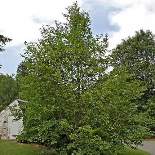 Future Forests Trees Stewartia Pseudocamellia - Japanese Stewartia 6 Future Forests Trees Stewartia Pseudocamellia - Japanese Stewartia