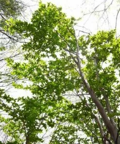 Future Forests Trees Stewartia Pseudocamellia - Japanese Stewartia 13 Future Forests Trees Stewartia Pseudocamellia - Japanese Stewartia