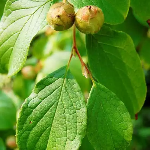 Future Forests Trees Stewartia Pseudocamellia - Japanese Stewartia 8 Future Forests Trees Stewartia Pseudocamellia - Japanese Stewartia
