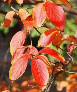 Future Forests Trees Stewartia Pseudocamellia - Japanese Stewartia