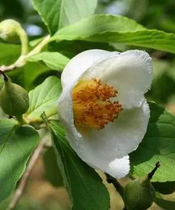 Future Forests Trees Stewartia Pseudocamellia - Japanese Stewartia